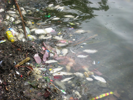 Tình[-]trạng[-]ô[-]nhiễm[-]nghiêm[-]trọng[-]ở[-]Hồ[-]Tây.